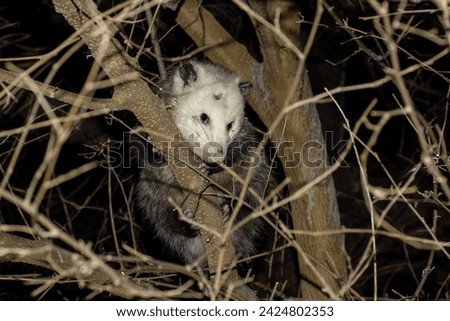 Virginia opossum  -  North American opossum, climbing on the tree. Wild night scene from Ohio.