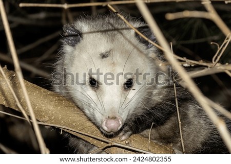 Virginia opossum  -  North American opossum, climbing on the tree. Wild night scene from Ohio.