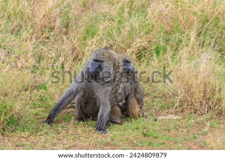 Pair of Olive Baboons (Papio anubis) sitting together on a ground in savanna in Serengeti national park, Tanzania