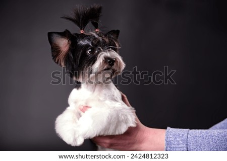 Beaver Yorkshire Terrier puppy in close-up on hands on a black background. The concept of love for animals