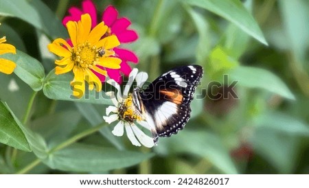 butterfly on a flower pollinating