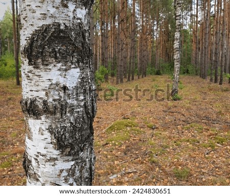 photo in the forest in autumn. scenery. tree with white bark in the foreground. nature of Europe.