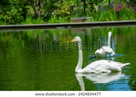 Swans in the Park Pond Let the mesmerizing image of two swans in the park pond transport you to a world of unwavering romance. Elegance of Nature