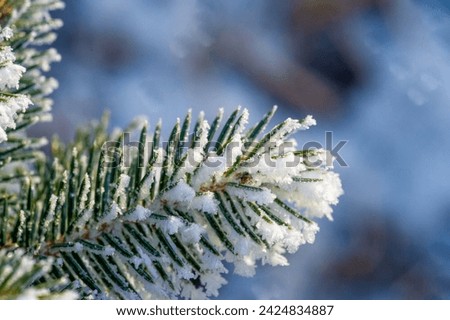 Experience the beauty of a winter wonderland with other-covered trees. Capture the charm of nature with this icy pine branch. Feel like you are in a fairy tale with monsters at the frosty pine gates