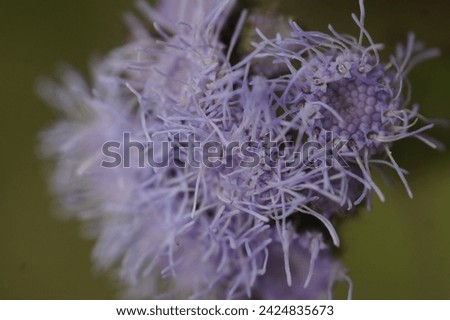 Macro photo of the blue flower of billygoat weed plant.