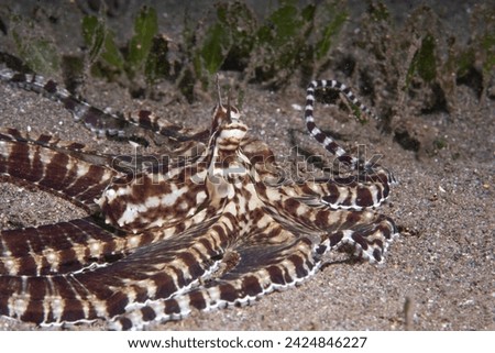 Mimic Octopus in black vulcano sand Royalty-Free Stock Photo #2424846227