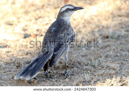 Chalk-browed Mockingbird (Mimus saturninus) perched on the ground