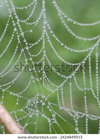 abstract, background, closeup, cobweb, color, connection, design, dew, drop, green, macro, natural, nature, network, pattern, render, shape, shiny, spider, summer, texture, thread, water, web, wet