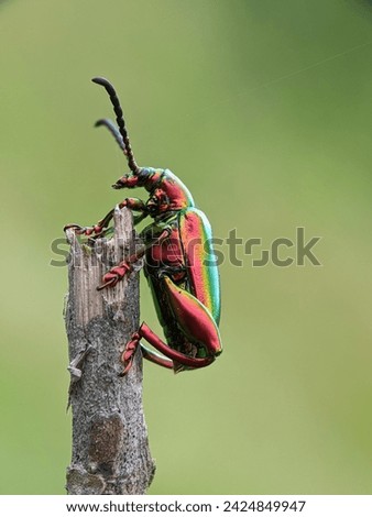 a beautiful insect is perched on a dry branch 
