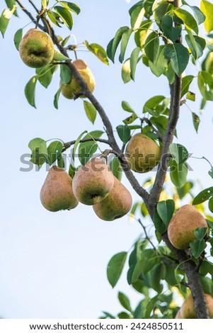 Pear harvest on the tree. Selective focus. Nature