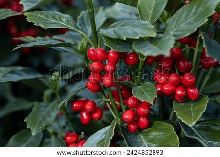 The red fruits of a Aucuba japonica. This plant is also known as spotted laurel, Japanese laurel, Japanese aucuba or gold dust plant. The fruit is a red drupe. Royalty-Free Stock Photo #2424852893