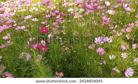 Cosmos bipinnatus flower, commonly called the garden cosmos or Mexican aster. Various colors flowers bloom in the garden in Mekong Delta Vietnam.
