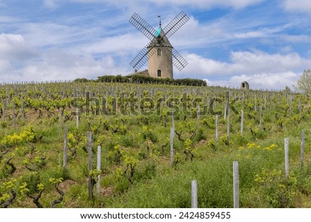 Windmill (Moulin a vent de Romaneche-Thorins), Chenas, Beaujolais, Saone-et-Loire, Bourgogne-Franche-Comte, France Royalty-Free Stock Photo #2424859455