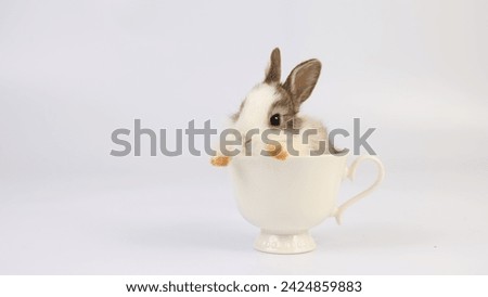 Lovely bunny easter baby brown rabbit sitting in beautiful flower coffee cup on white background. Funny relaxing cute fluffy rabbit playful concept.