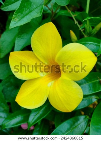 Stunning macro ultra hd jpg stock image photo of Yellow Allamanda(Golden Trumpet,Common trumpet vine) single flower selective focus vertical background picture with details blurred background. 