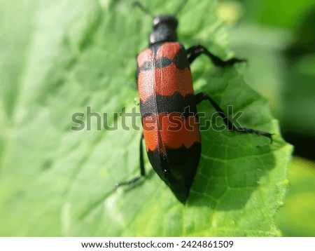 Blister beetle: Colorful, defensive chemical secretion, herbivorous, agricultural pest, diverse species. Royalty-Free Stock Photo #2424861509