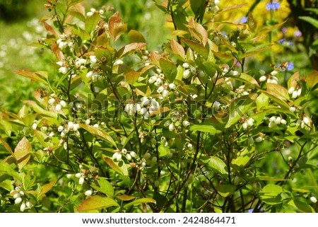 White long bell- or urn-shaped flowers of the northern highbush blueberry (Vaccinium corymbosum). Family Ericaceae. Spring, May, Netherlands                             Royalty-Free Stock Photo #2424864471