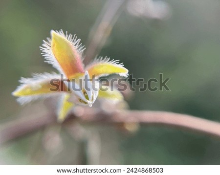 Close up picture of pargularia tomentosa .