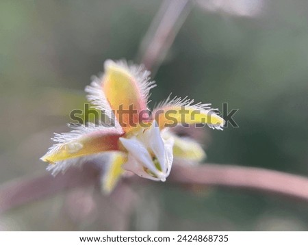 Close up picture of pargularia tomentosa .
