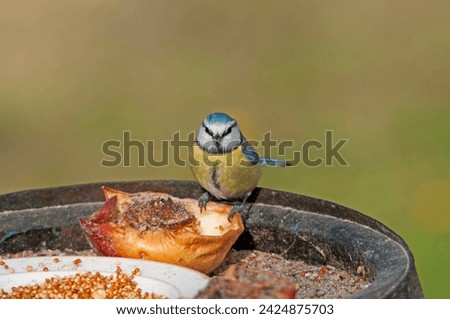 The Eurasian blue tit, Cyanistes caeruleus small birds standing on a bird table feeder in the garden looking for the remaining seeds. Close up picture in winter.