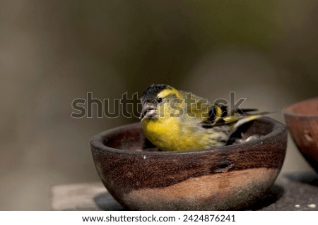 The Eurasian siskin Spinus spinus, a small song bird siting on a birds feeder in the garden eating and looking for the remaining seeds. Close up picture.