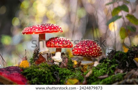 Fly agarics (Amanita muscaria) white spotted poisonous red toadstool mushrooms. Group of 3 fungi in sunny autumn forest in Iserlohn, Sauerland Germany. Macro close up panorama from frog perspective.