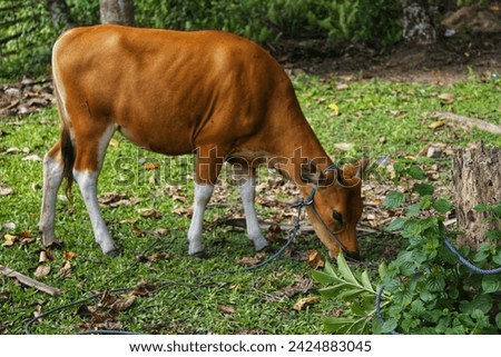 a cow eating in a natural pen