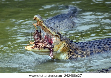 Close up of saltwater crocodile while devours a prey Royalty-Free Stock Photo #242488627