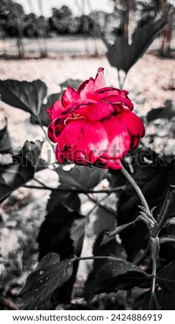 Black and white color Red Rose Photo 🌹 | portrait photography | natural Photoshop 