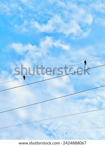 Symmetry and cute birds are standing on a wire