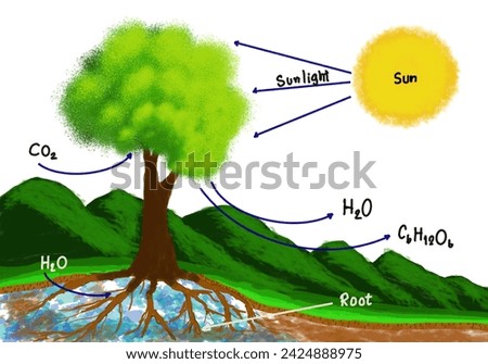 Hand drawn picture of photosynthesis process with English vocabulary explanation science diagram, trees and sun. Illustration for education. Science subject. Teaching aids. 
