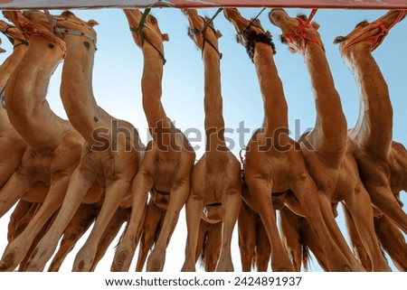 Saudi Arabia Pictures of artistic camels