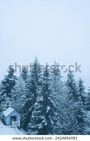 
winter mountain landscape. many Christmas trees in the snow and among them village houses