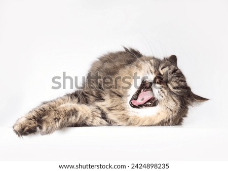 Toothless cat yawing with mouth wide open while lying on floor. Pet dental health concept. Super senior or geriatric cat in good health.18 years old female tabby cat. Selective focus. Gray background. Royalty-Free Stock Photo #2424898235
