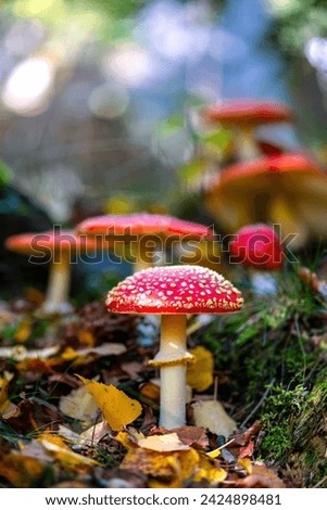 Fly agarics (Amanita muscaria) white spotted poisonous red toadstool mushrooms. Group of fungi in autumn forest in Iserlohn, Sauerland Germany. Macro close up from frog perspective, blurred background