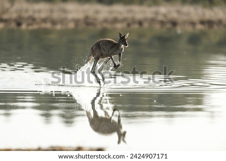 Australian Kangaroo  (Macropus fuliginosus) hoping through the water creating reflections in a perfectly calm lake early morning creating splashes and ripples in the water.