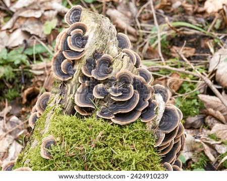 (Trametes versicolor) Groups of Turkey tail mushrooms. Rounded cap with leathery texture, concentric zones rust-brown to darker brown surronded of white edge on green moss Royalty-Free Stock Photo #2424910239