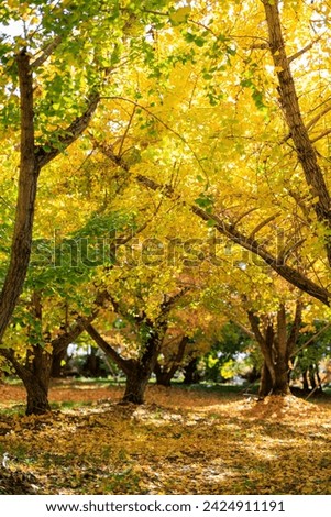 A captivating image capturing the radiant beauty of a ginkgo landscape. The golden leaves create a spectacular display, embodying the essence of autumn in all its glory