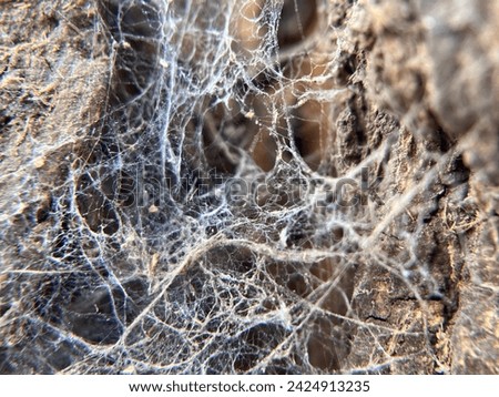 Close up picture of spider webs .