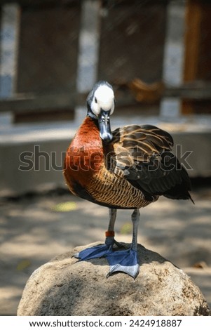 White-faced Whistling Duck is standing sunbathing cleaning its feathers