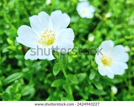 multiflora rose, rosa multiflora, white flower Royalty-Free Stock Photo #2424943227