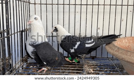 Beautiful white and black pigeon inside the cage.