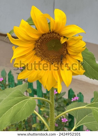Sunflower | Common Sunflower beautiful picture