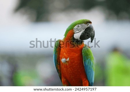 Catalina Macaw (macaw hybrid)  parrot bird free flying Royalty-Free Stock Photo #2424957197