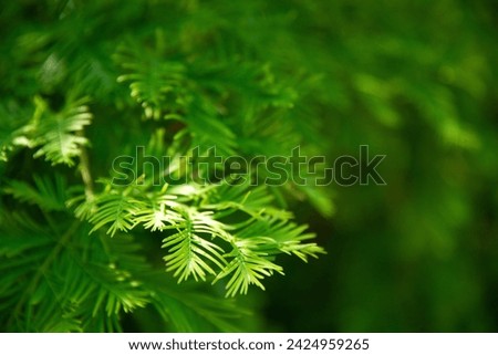 Close up of redwood tree's leaves with sunlight