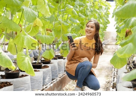 Asian female farmer is on a melon farm holding a smartphone taking pictures of the produce. Modern farming concepts. sweet fruit