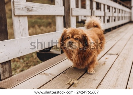 Red cute dog walking alone outdoors on wooden bridge. Lifestyle.