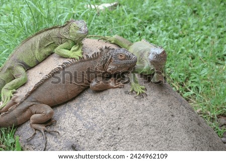 The green iguana, also known as the American iguana or the common green iguana, is a large, arboreal, mostly herbivorous species of lizard of the genus Iguana. Royalty-Free Stock Photo #2424962109