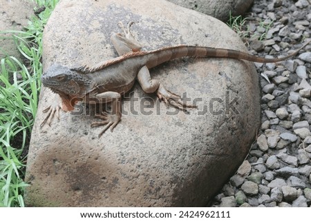 The green iguana, also known as the American iguana or the common green iguana, is a large, arboreal, mostly herbivorous species of lizard of the genus Iguana. Royalty-Free Stock Photo #2424962111