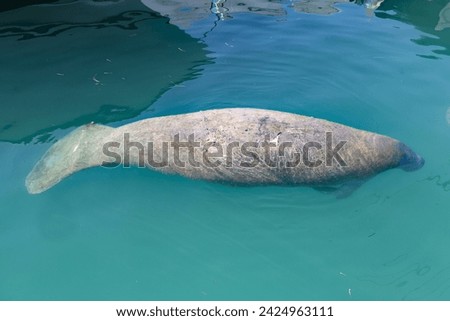 Manatees are large, fully aquatic, mostly herbivorous marine mammals sometimes known as sea cows. 